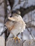 Sharp shinned Hawk 6931